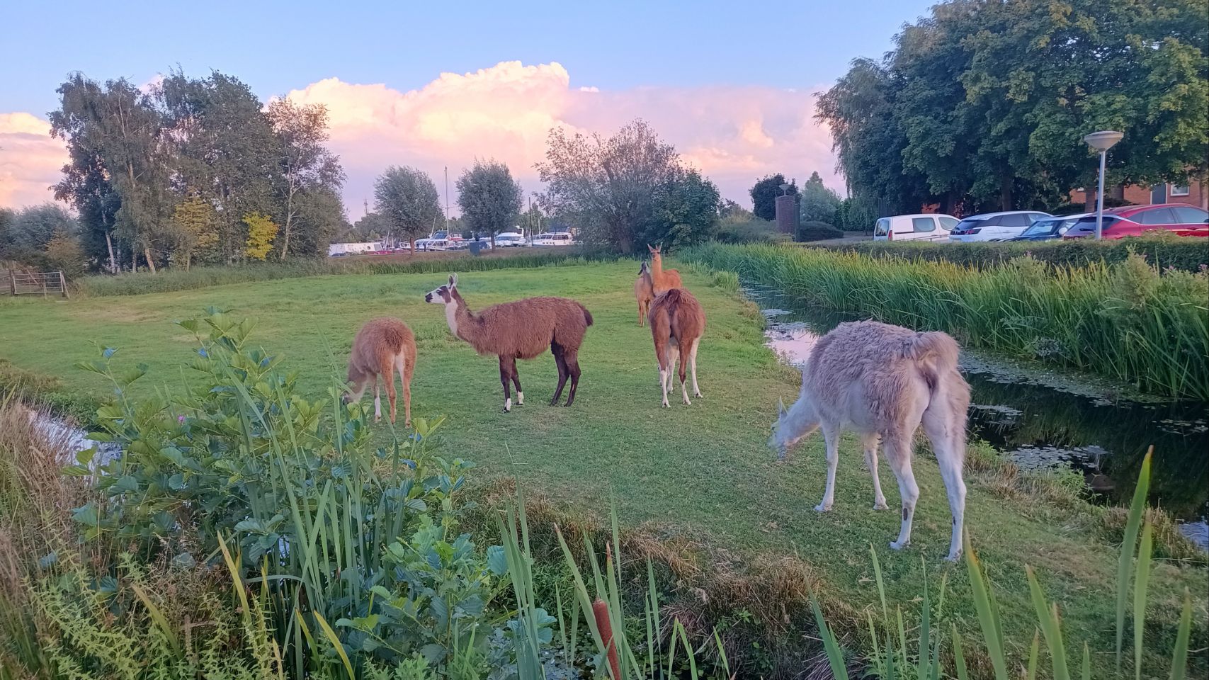 #51 Bispingen | Samtgemeinde Weser-Aue | Vriescheloo | Elsloo | Leeuwarden | Earnewald  | Earnewald